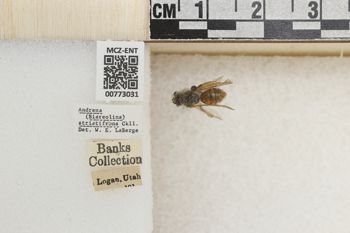 Media type: image;   Entomology 773031 Aspect: Labels
